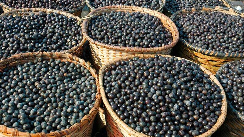 O Açaí. O Ouro Negro. A Entressafra. O Preço nas Alturas